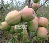 观赏木瓜