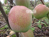 观赏木瓜
