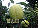 观赏木瓜
