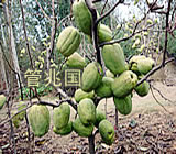 基地图片 4