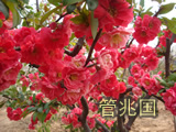 木瓜花