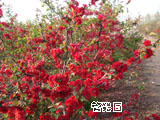 木瓜花