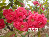 木瓜花