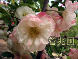 木瓜花
