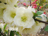 木瓜花