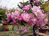 基地