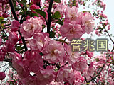 基地