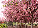 基地
