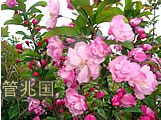 基地