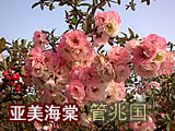 基地