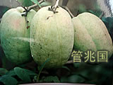 Papaya Jade Verde 1