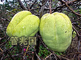 绿玉木瓜