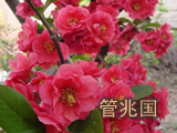 管兆国观赏木瓜 图片 5