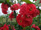 管兆国观赏木瓜 图片 6