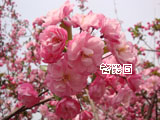 中美海棠