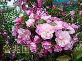 中美海棠 图片 5