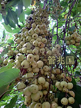 Thousand-Year Fruit 3