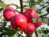 木瓜苹果