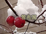 木瓜苹果 图片 2