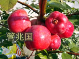 木瓜苹果 图片 3