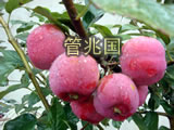 木瓜苹果 图片 4