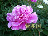 临沂芍药