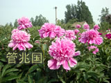 临沂芍药 图片 10