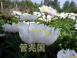 临沂芍药 图片 11