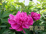 临沂芍药 图片 12