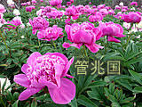 临沂芍药 图片 13