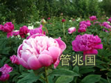 临沂芍药 图片 14