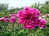 临沂芍药 图片 15