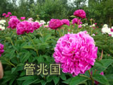 临沂芍药 图片 2