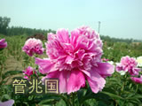 临沂芍药 图片 3
