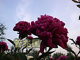 临沂芍药 图片 4