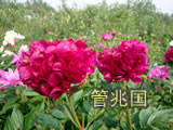 临沂芍药 图片 5