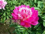 临沂芍药 图片 6