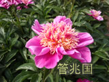 临沂芍药 图片 7