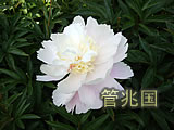 临沂芍药 图片 8