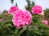 临沂芍药 图片 9