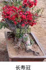 黑松苗木
