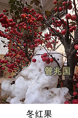 黑松苗木 图片 2