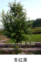 黑松苗木 图片 3