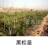 黑松苗木 图片 5