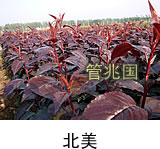 黑松苗木 图片 6