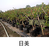 黑松苗木 图片 7
