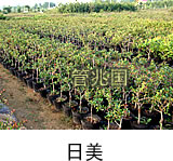 黑松苗木 图片 8