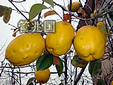 晚黄金木瓜