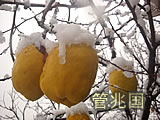 晚黄金木瓜 图片 2