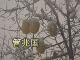 晚黄金木瓜 图片 3